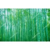 Bambuk 17602