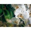 Orhideia 16702