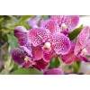 Orhideia 16703