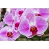Orhideia 16712