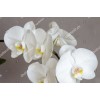 Orhideia 16713