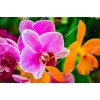 Orhideia 16714