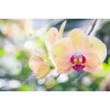 Orhideia 16721