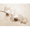 Orhideia 16722