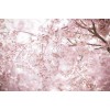 Sakura 16825