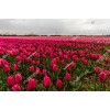 Tulip 16401