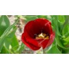 Tulip 16411