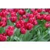 Tulip 16416