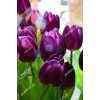 Tulip 16423
