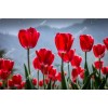 Tulip 16435