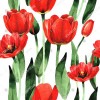 Tulip 16437