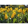 Tulip 16438