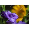 Gladiolus 18601