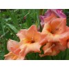 Gladiolus 18604