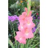 Gladiolus 18606