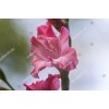 Gladiolus 18613