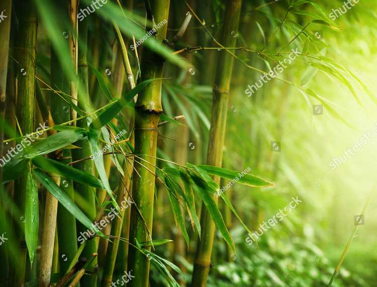 Bambuk 17601