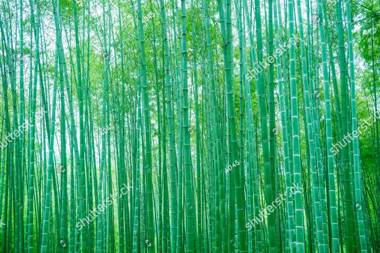 Bambuk 17602