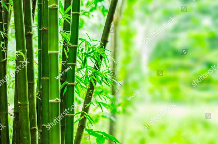 Bambuk 17605