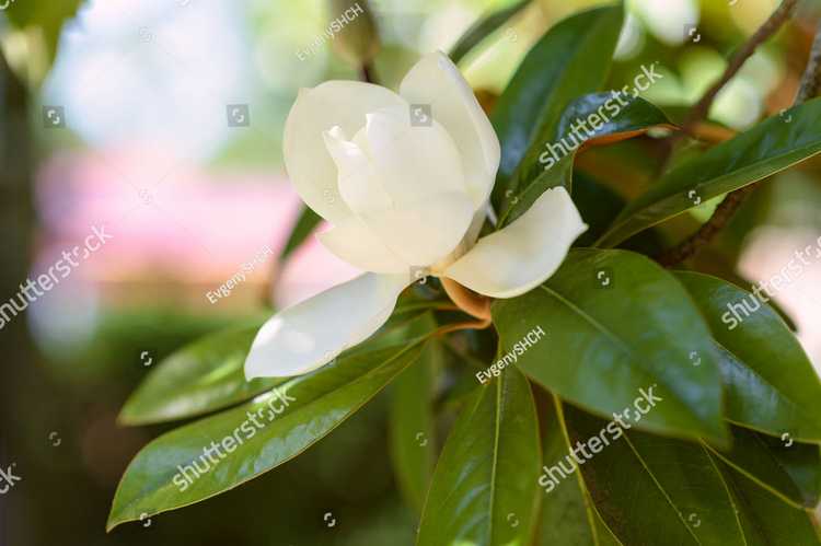 Magnolia 17103