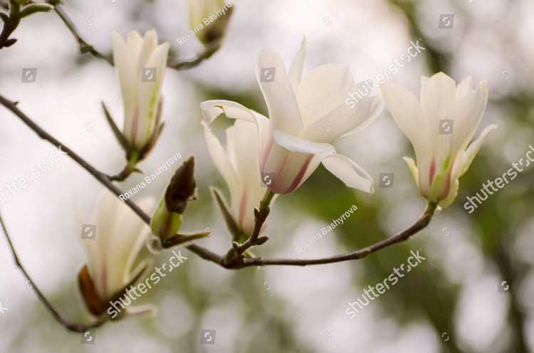 Magnolia 17105