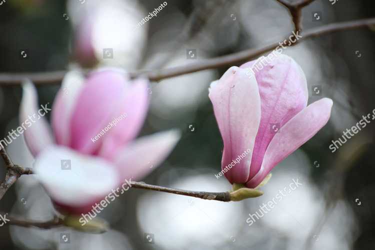 Magnolia 17109