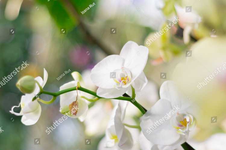 Orhideia 16701