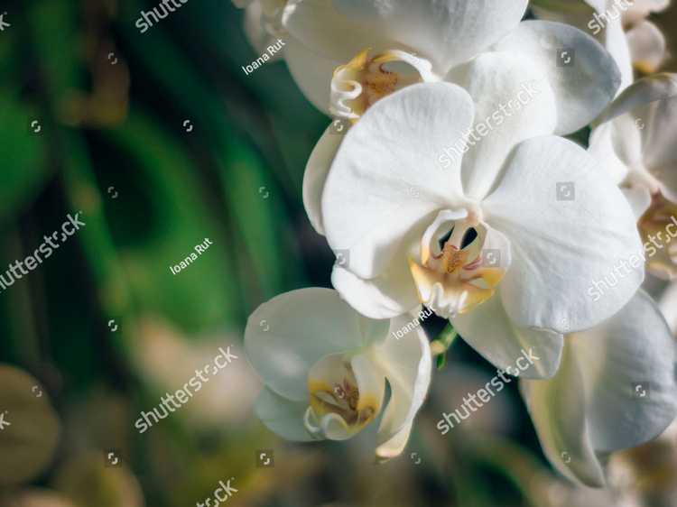Orhideia 16702