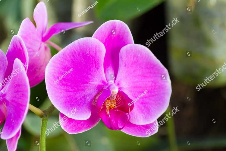 Orhideia 16704