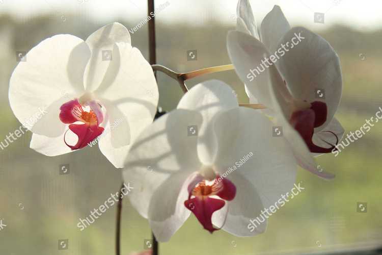Orhideia 16705