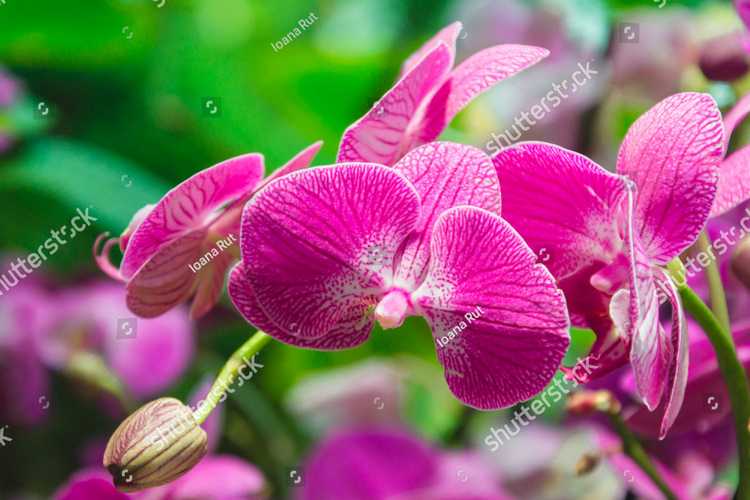Orhideia 16706