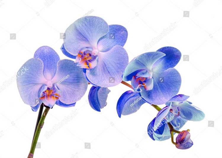 Orhideia 16708