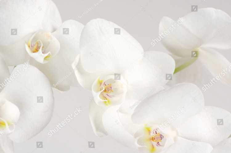 Orhideia 16709