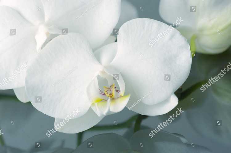 Orhideia 16710
