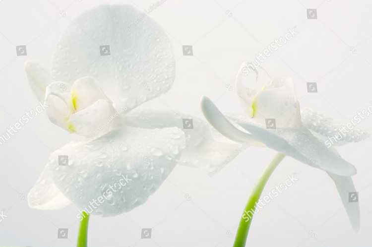 Orhideia 16711