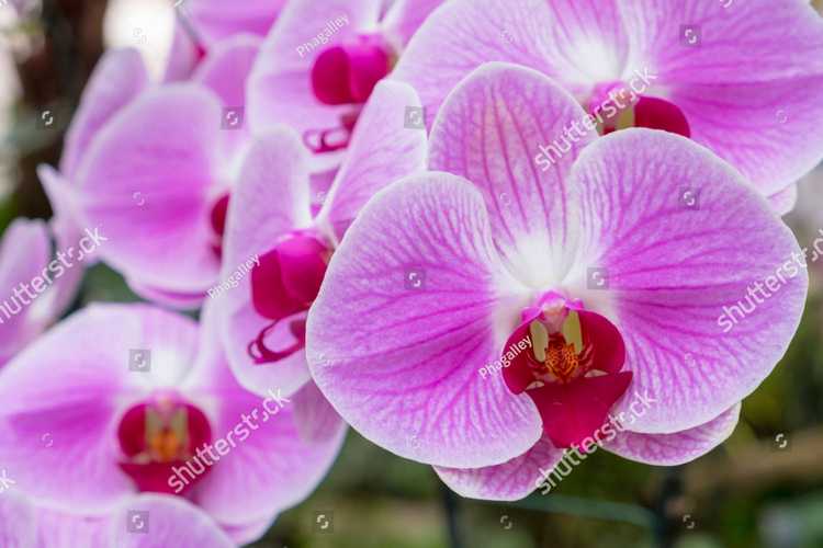Orhideia 16712