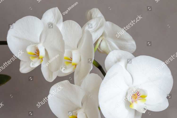 Orhideia 16713