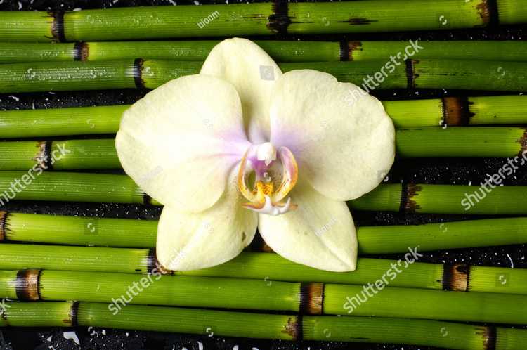 Orhideia 16716