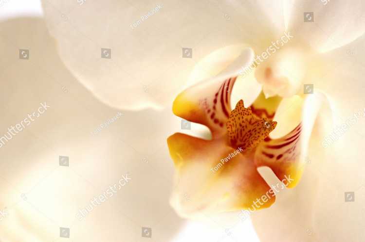 Orhideia 16717