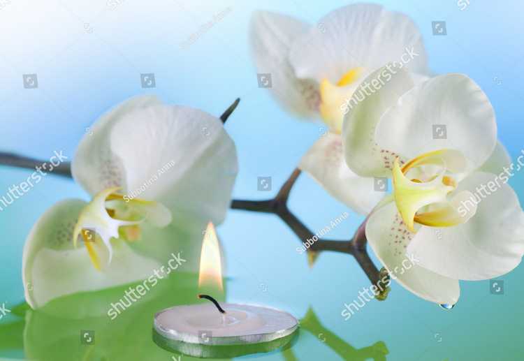 Orhideia 16718
