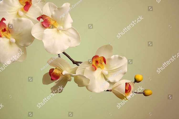 Orhideia 16719