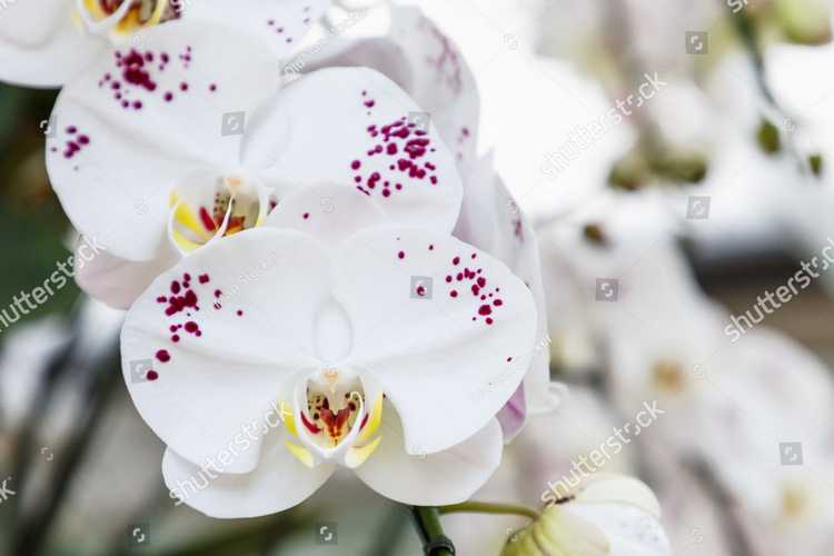 Orhideia 16720