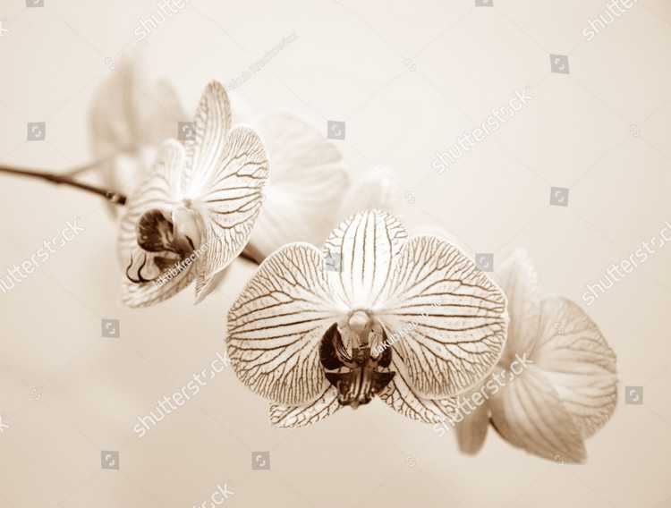 Orhideia 16722
