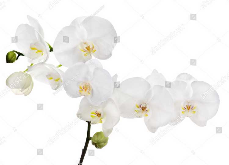 Orhideia 16724