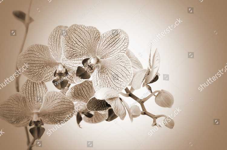 Orhideia 16725