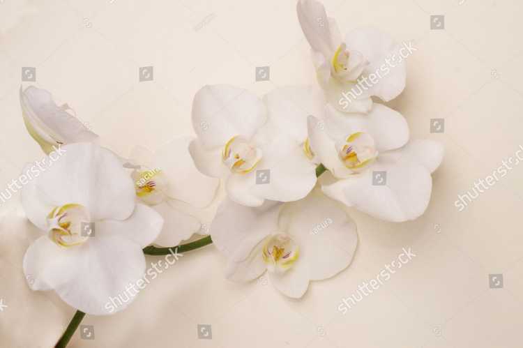 Orhideia 16729