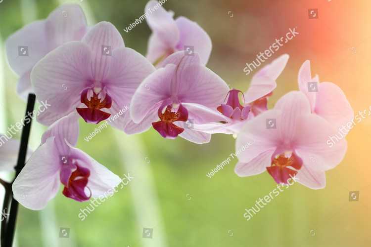 Orhideia 16731