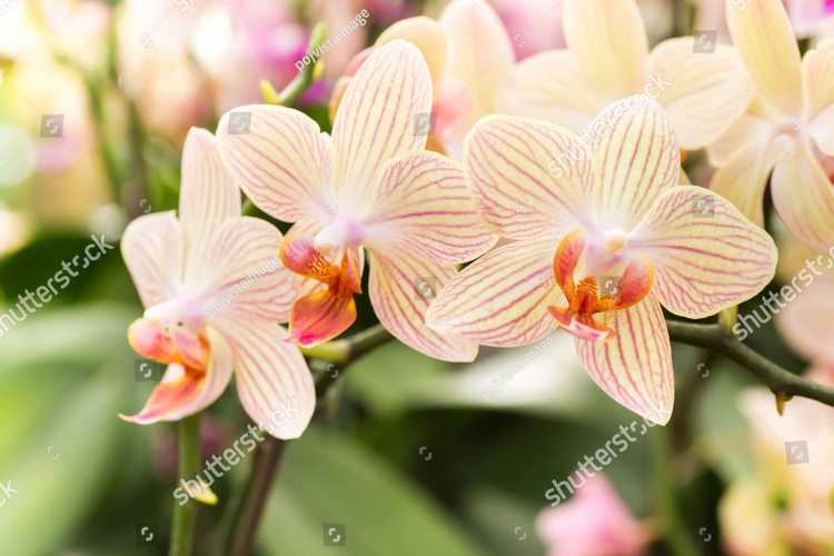 Orhideia 16733
