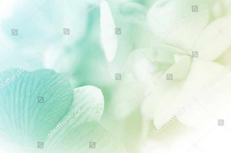 Orhideia 16735