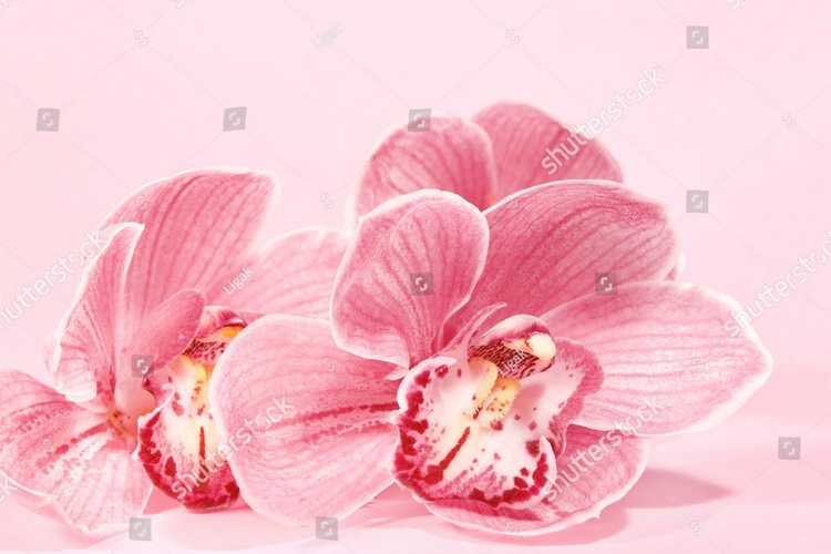 Orhideia 16736